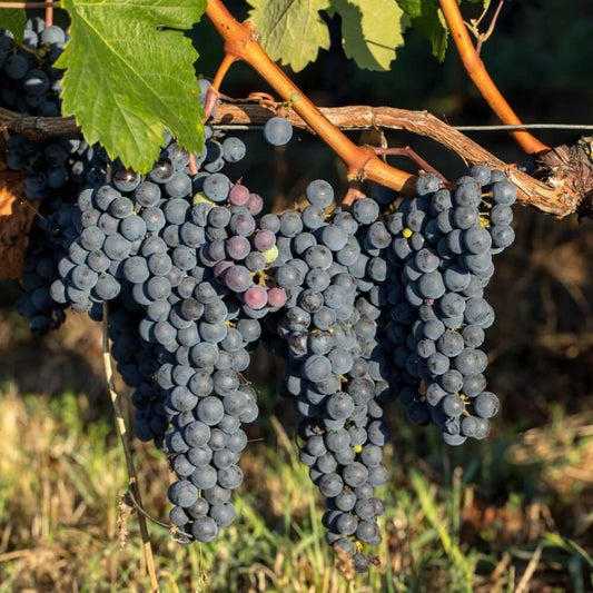 Merlot Grape Seeds 