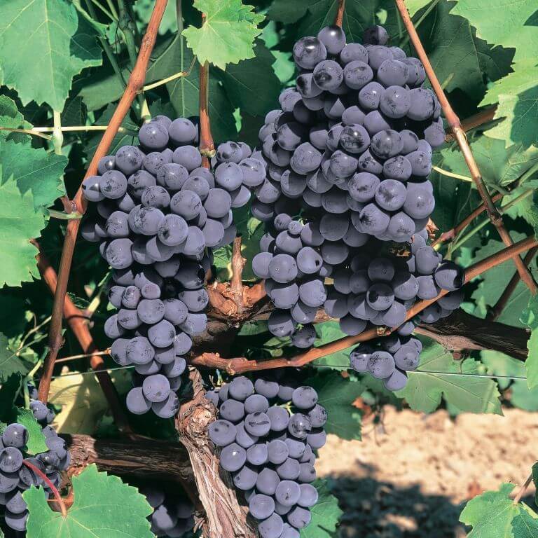 Merlot Grape Seeds 