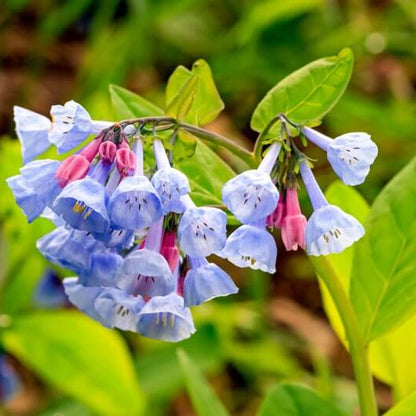 Mertensia Virginia Bluebell Seeds