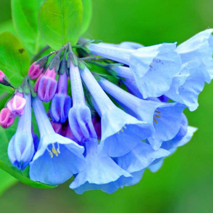Mertensia Virginia Bluebell Seeds
