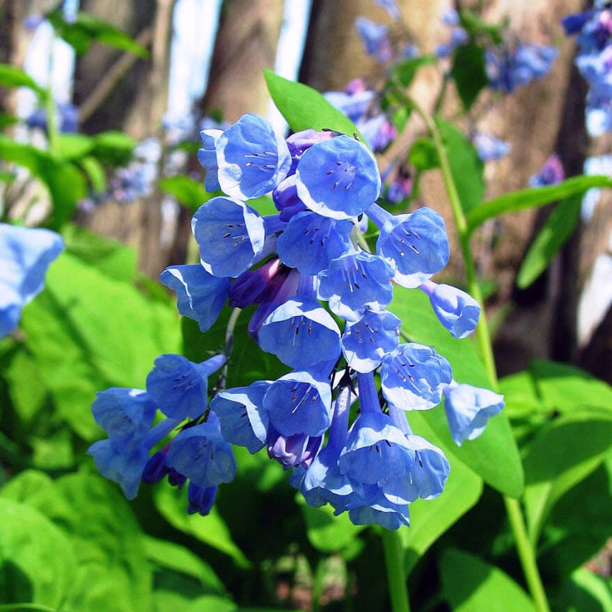 Mertensia Virginia Bluebell Seeds