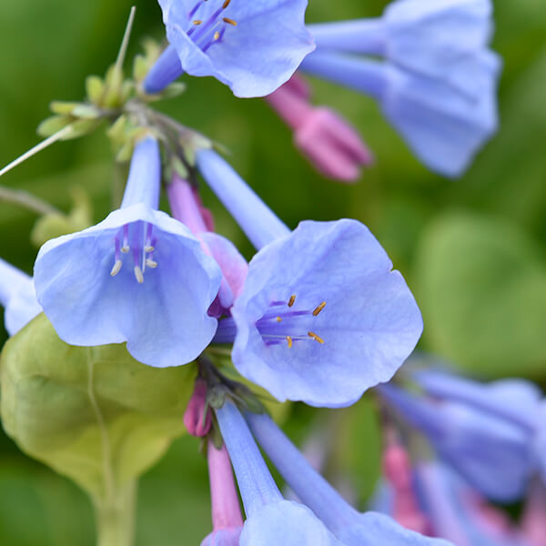 Mertensia Virginia Bluebell Seeds