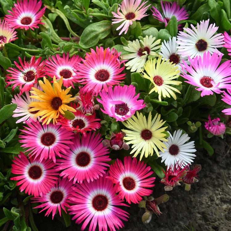 Mesembryanthemum Seeds - Heirloom Flower Plant for Home Gardens
