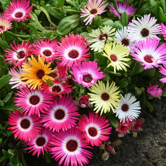 Mesembryanthemum Seeds - Heirloom Flower Plant for Home Gardens