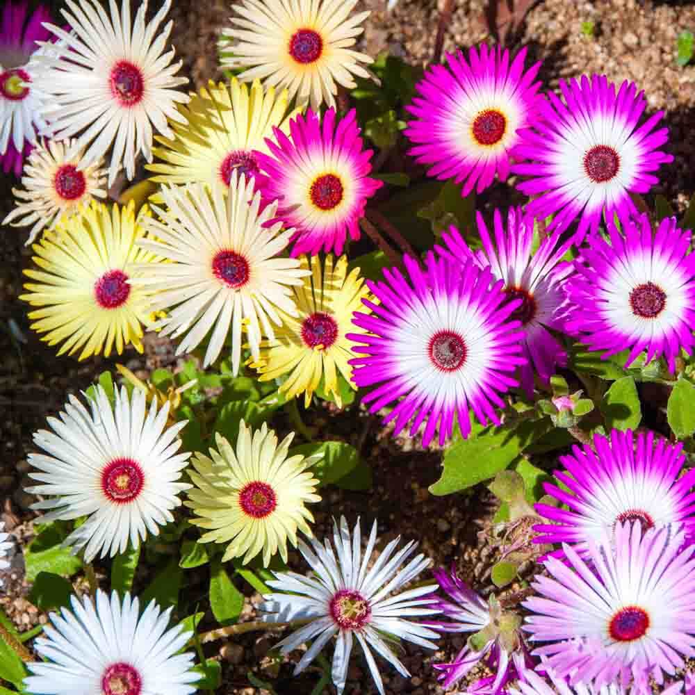 Mesembryanthemum Seeds - Heirloom Flower Plant for Home Gardens