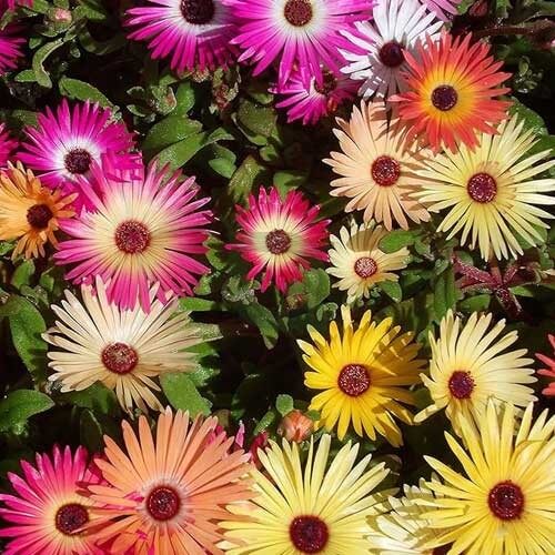 Mesembryanthemum Seeds - Heirloom Flower Plant for Home Gardens