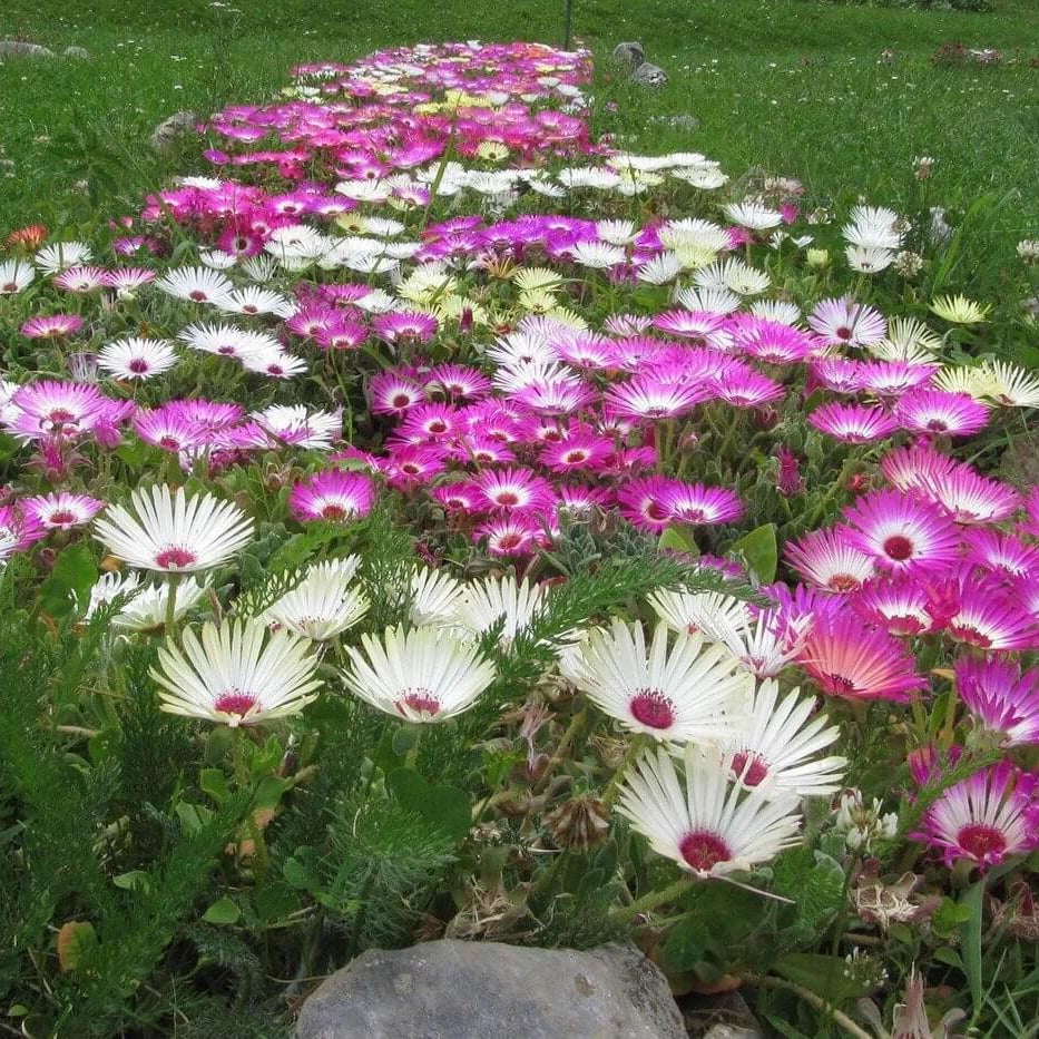 Mesembryanthemum Seeds - Heirloom Flower Plant for Home Gardens