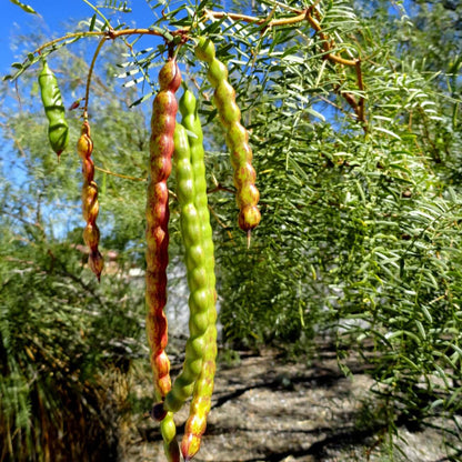 Mesquite Seeds