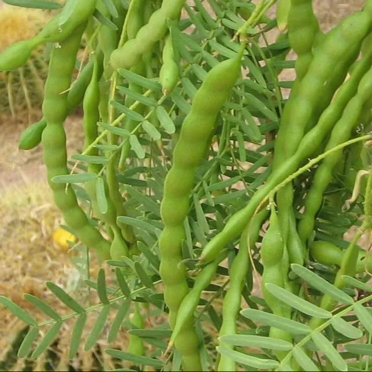 Mesquite Seeds - Herbal Plant for Home Gardens