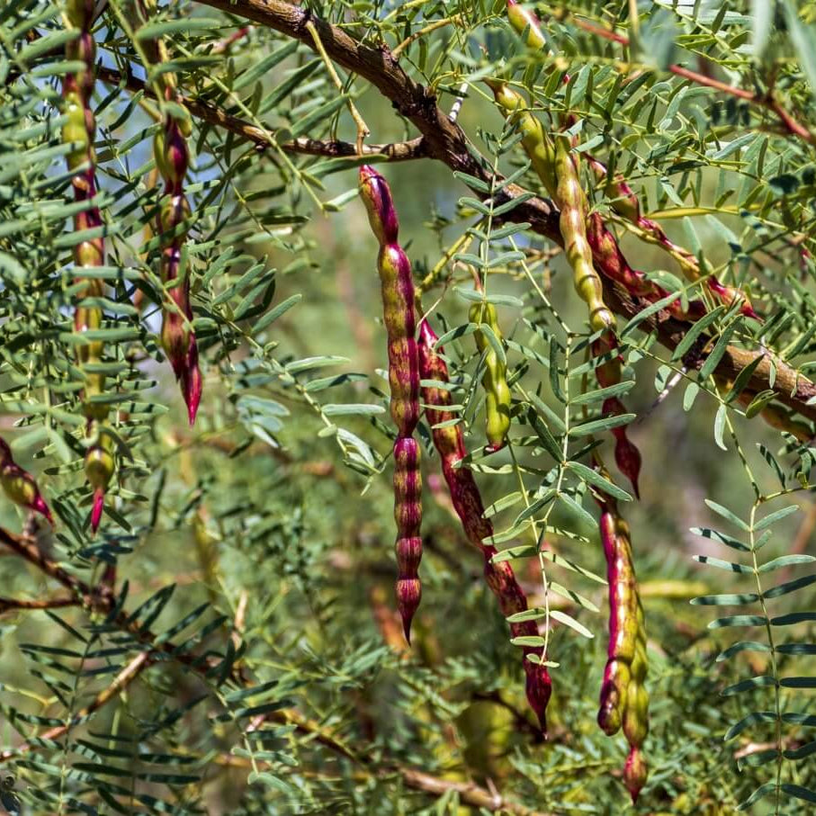 Mesquite Seeds