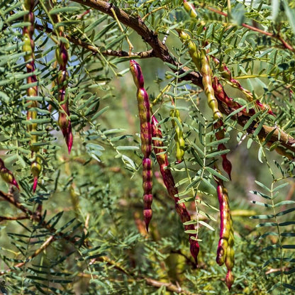 Mesquite Seeds