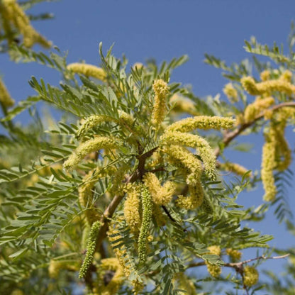 Mesquite Seeds