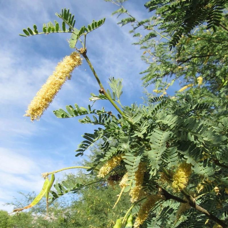 Mesquite Seeds