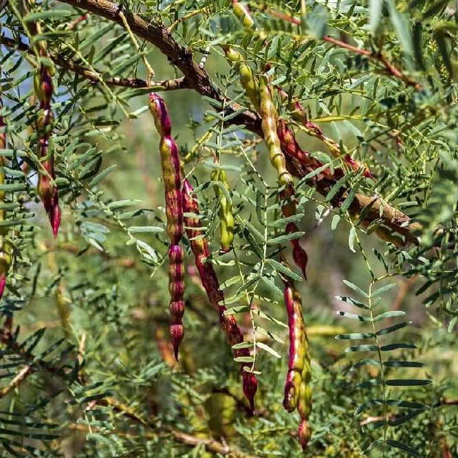 Mesquite Seeds - Herbal Plant for Home Gardens