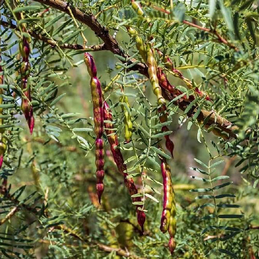 Mesquite Seeds - Herbal Plant for Home Gardens