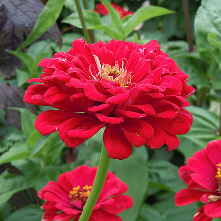 Meteor Zinnia Seeds 