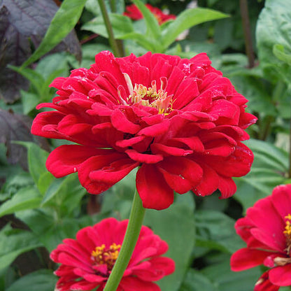 Meteor Zinnia Seeds 