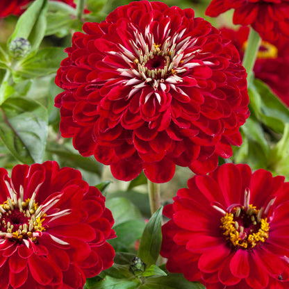 Meteor Zinnia Seeds 