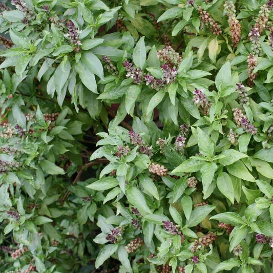 Mexican Basil Seeds -Herbal Plant