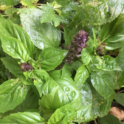 Mexican Basil Seeds -Herbal Plant