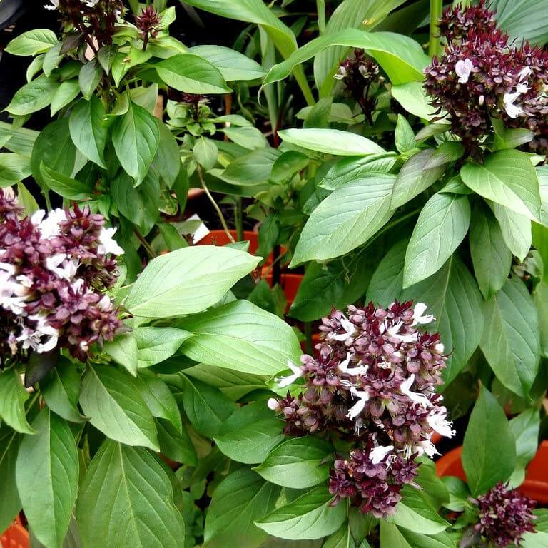 Mexican Basil Seeds -Herbal Plant