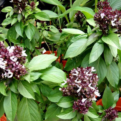 Mexican Basil Seeds -Herbal Plant