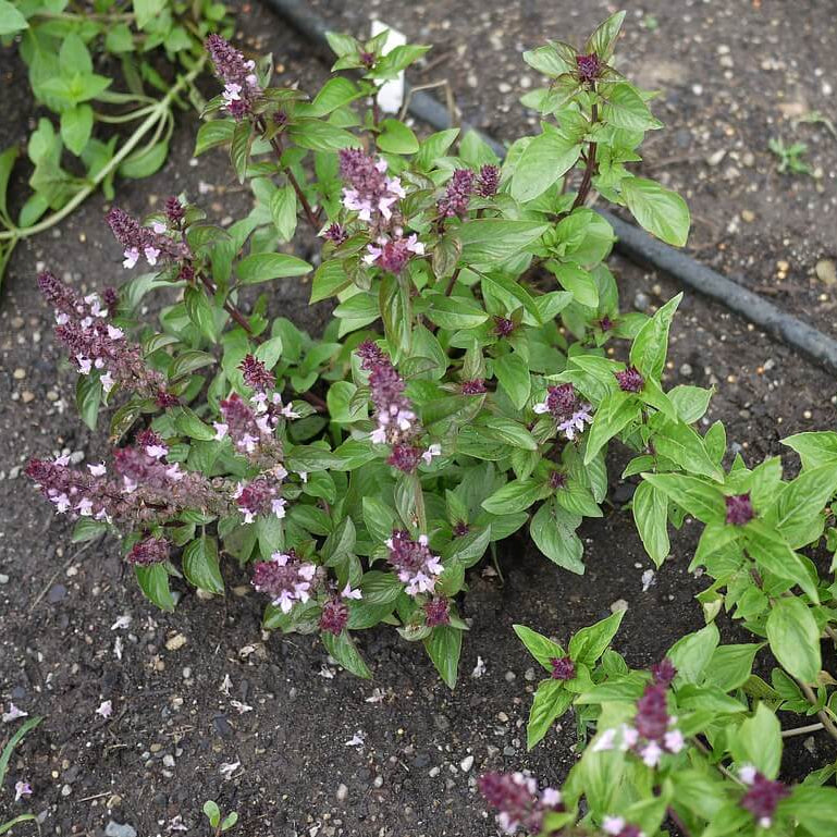 Mexican Basil Seeds -Herbal Plant