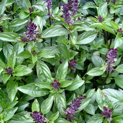 Mexican Basil Seeds -Herbal Plant