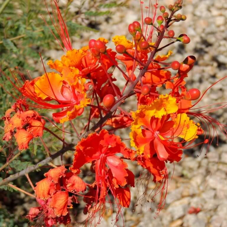 Mexican Bird of Paradise Seeds