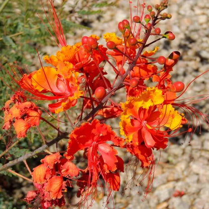 Mexican Bird of Paradise Seeds