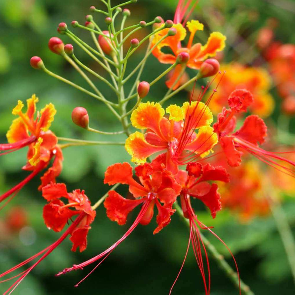 Mexican Bird of Paradise Seeds
