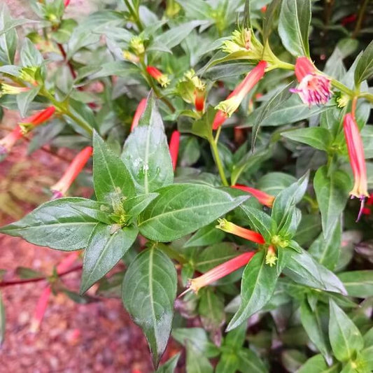 Mexican Cigar Seeds 