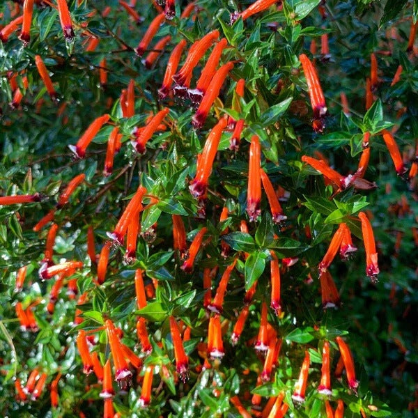 Mexican Cigar Seeds 