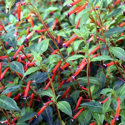 Mexican Cigar Seeds 