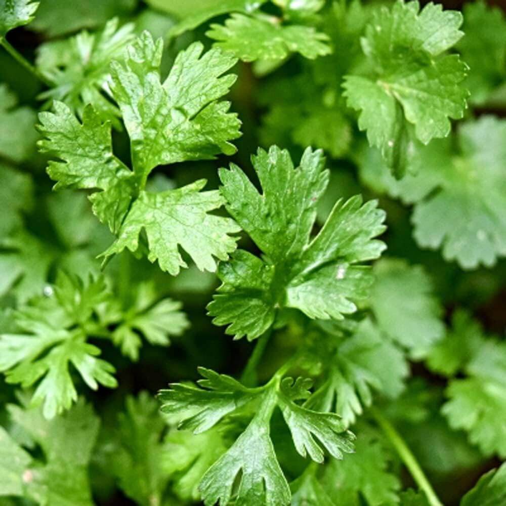 Mexican Coriander Seeds 