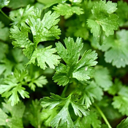 Mexican Coriander Seeds 