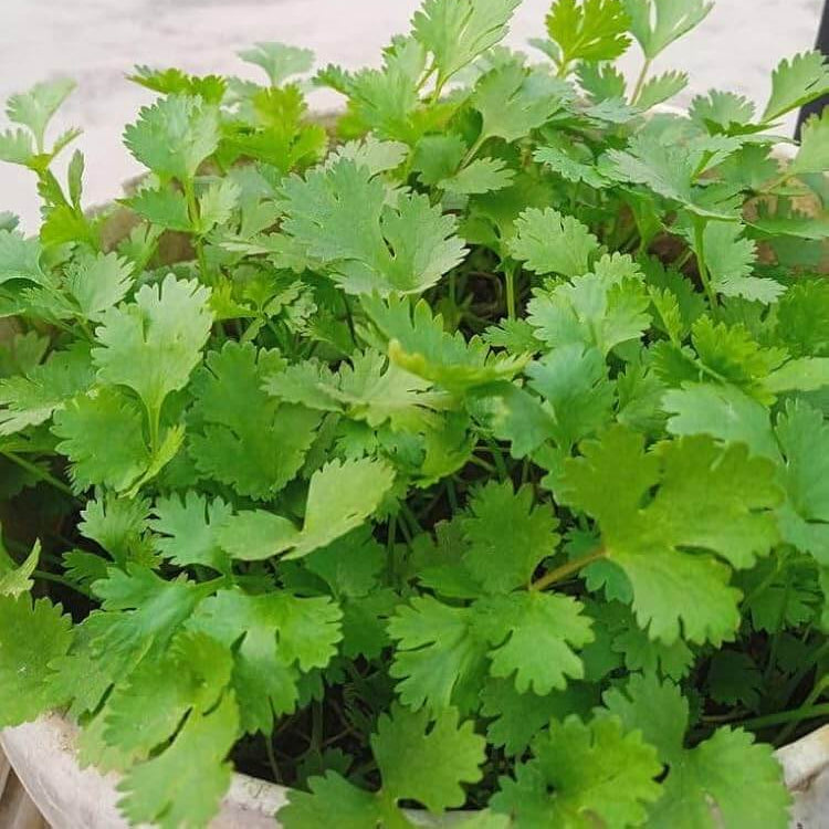 Mexican Coriander Seeds 