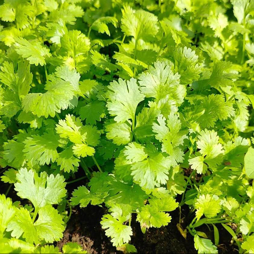 Mexican Coriander Seeds 
