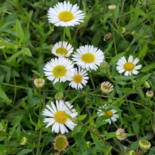 Mexican Daisy Seeds - Flower Plant