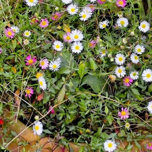 Mexican Fleabane Seeds