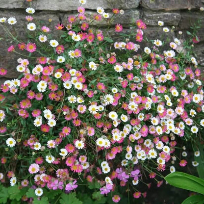 Mexican Fleabane Seeds