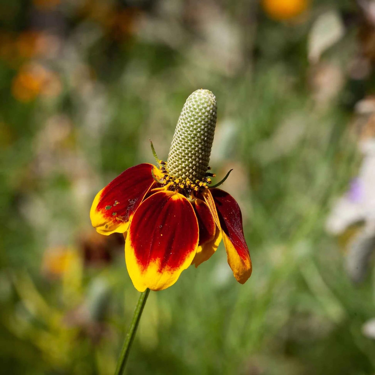 Mexican Hat Seeds - Flower Plant