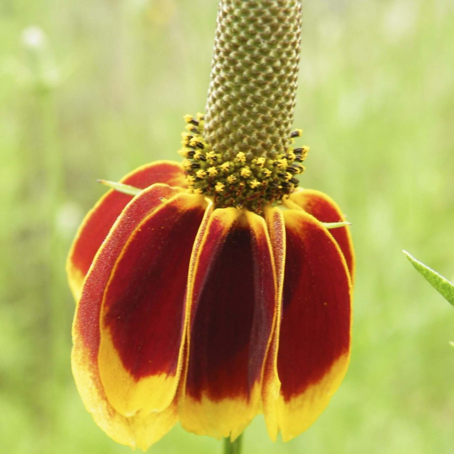 Mexican Hat Seeds - Flower Plant
