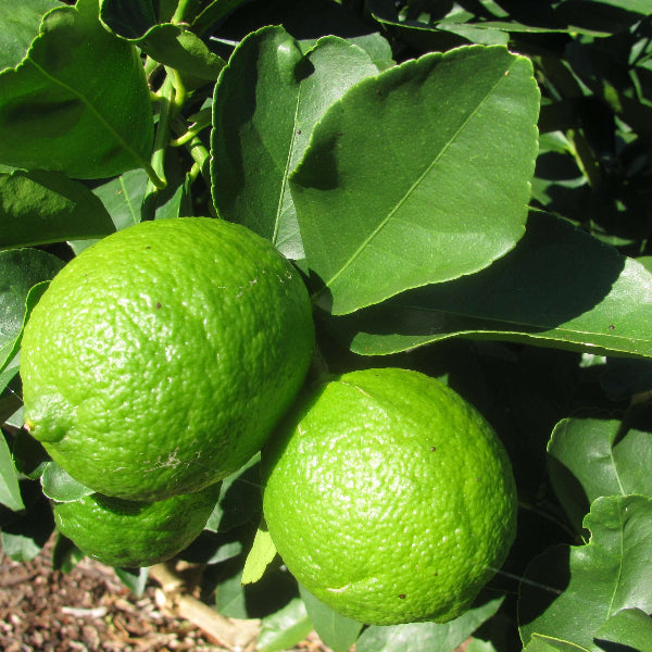 Mexican Lime Seeds