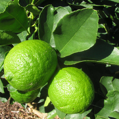 Mexican Lime Seeds