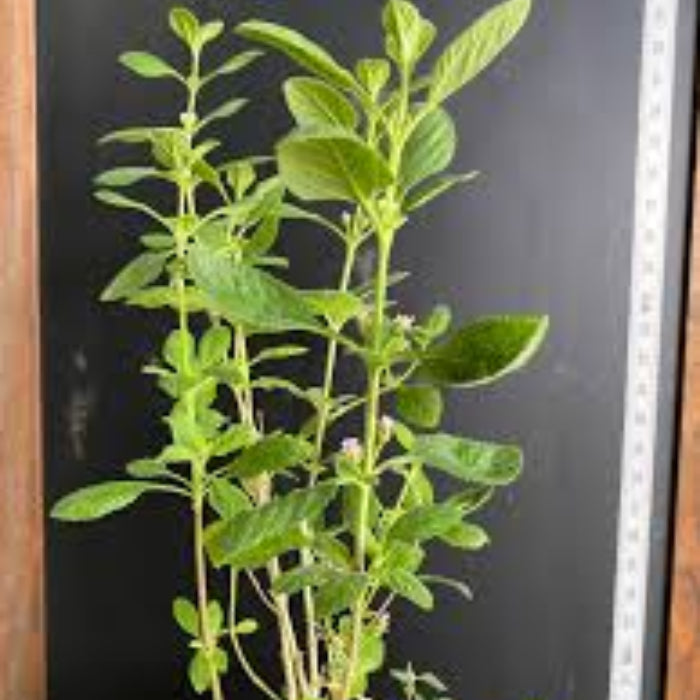 Mexican Oregano Seeds - Herbal Plant
