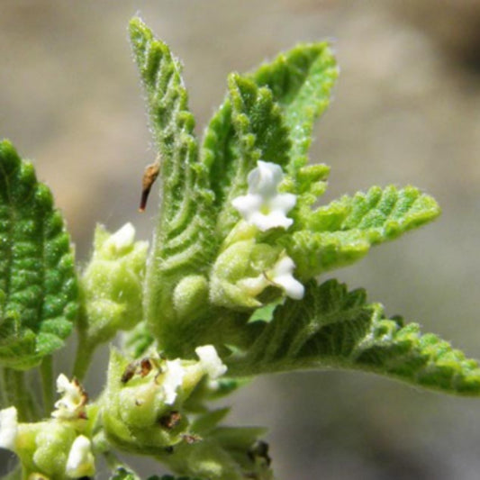 Mexican Oregano Seeds - Herbal Plant