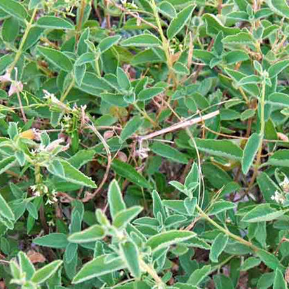 Mexican Oregano Seeds - Herbal Plant