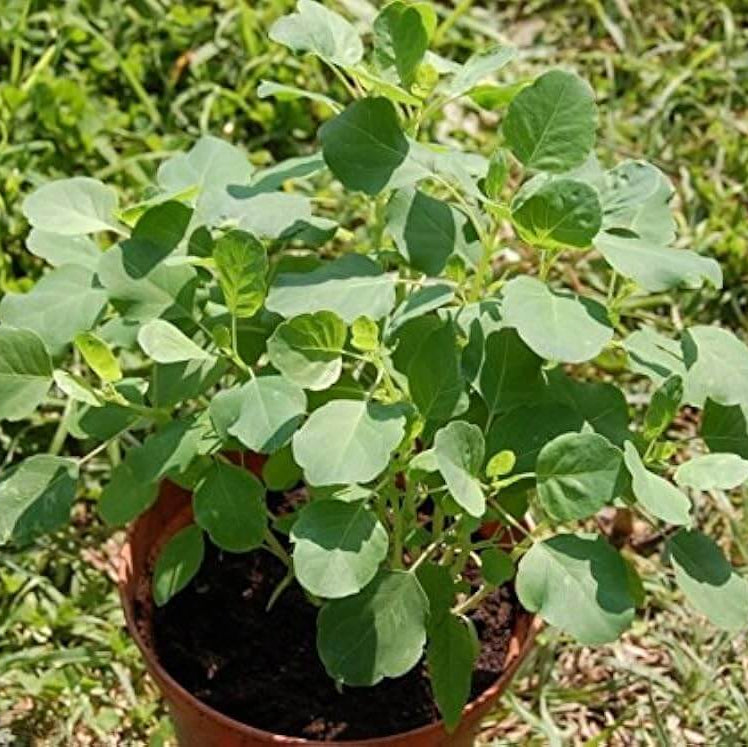 Mexican Papalo Seeds 