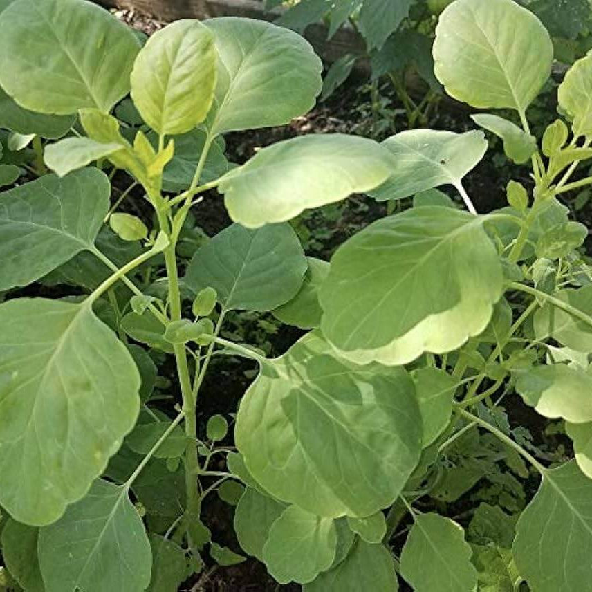 Mexican Papalo Seeds 